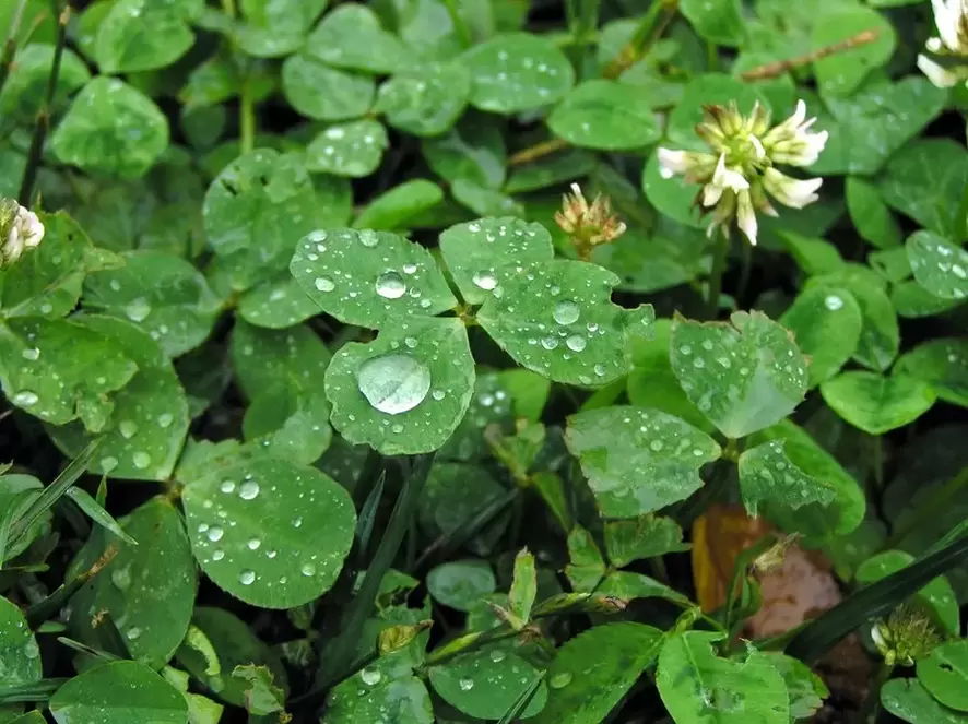 the lucky four-leaf clover
